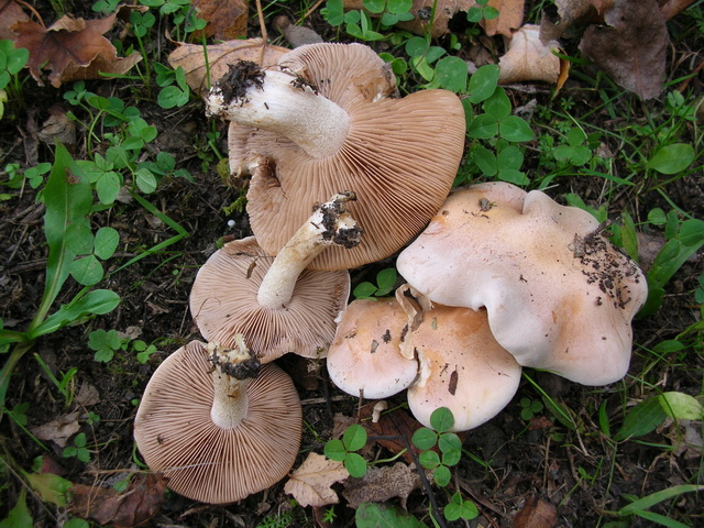 Dubbi su Hebeloma sinapizans